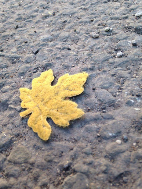 Photo of a leaf by Taylor Walsh.